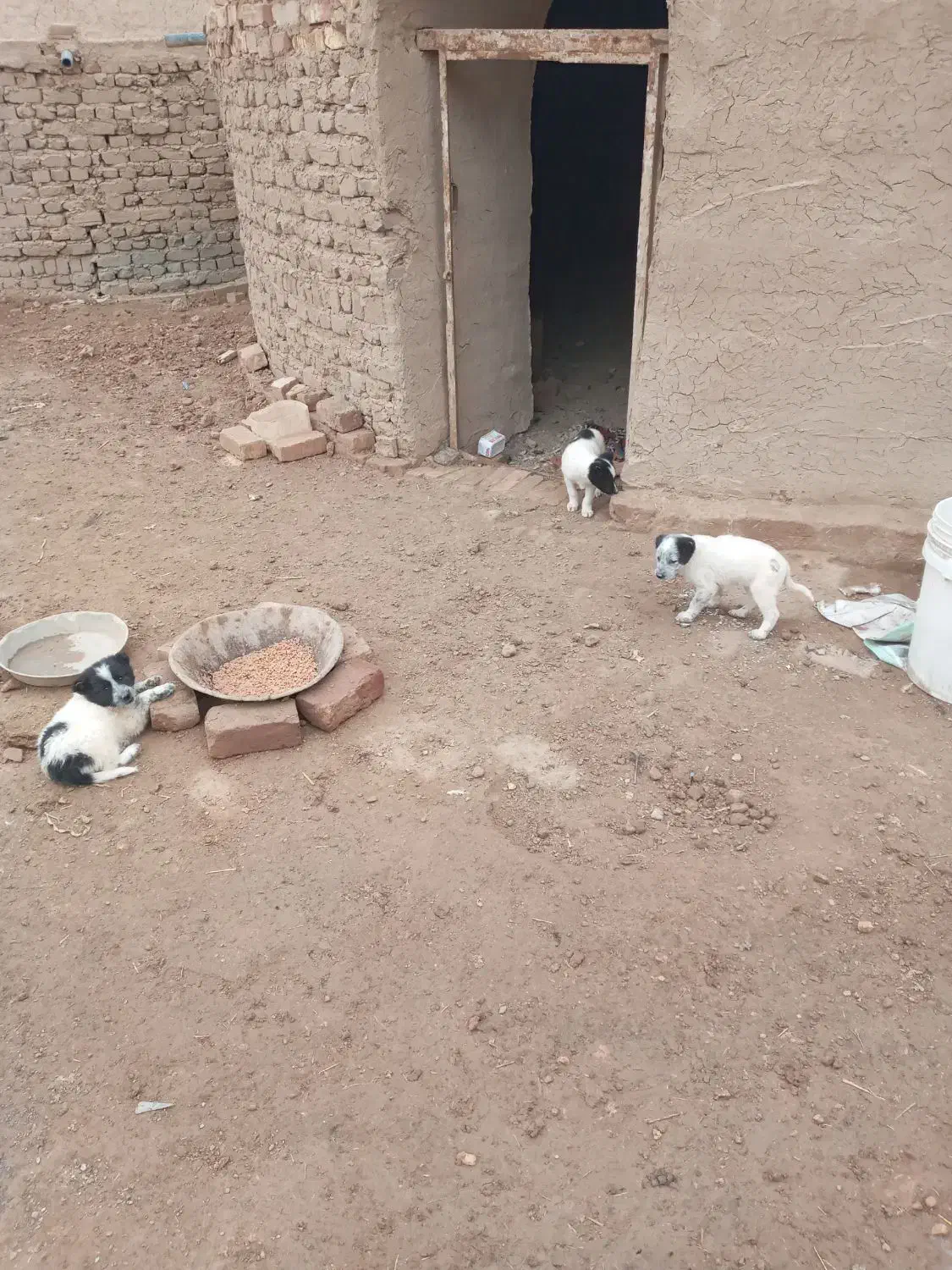 واگذاری ۴ توله سک ماده|سگ|قنوات, |دیوار