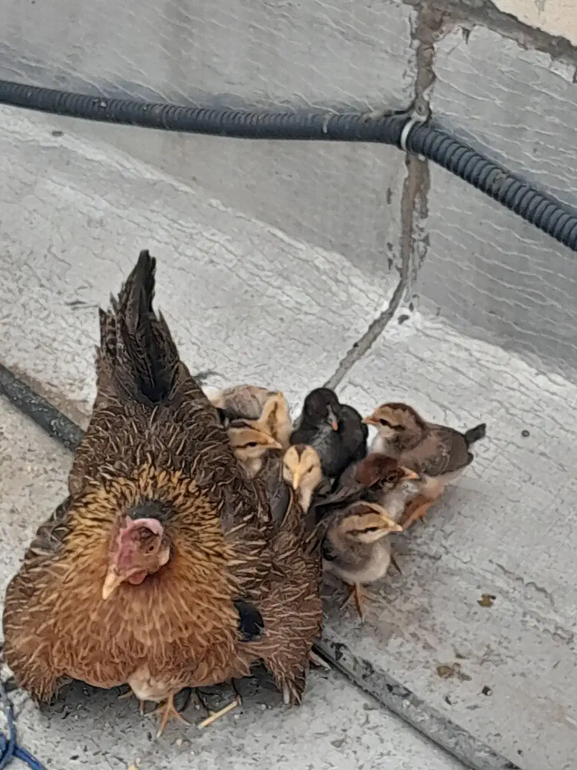 فروش مرغ و خروس|حیوانات مزرعه|بندر ماهشهر, |دیوار