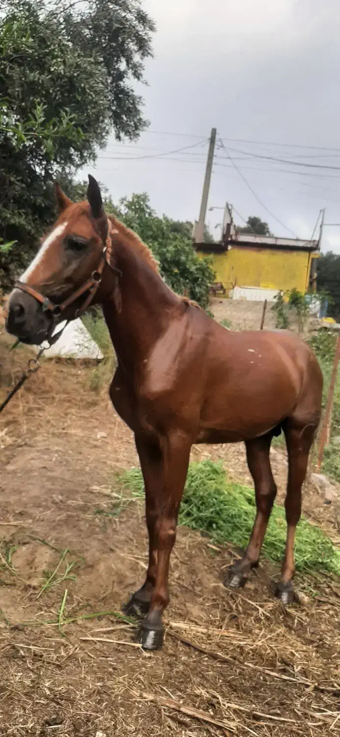 مادیان و نریان کُرد معاوضه با گوسفند و...|اسب و تجهیزات اسب‌سواری|رشت, منظریه|دیوار