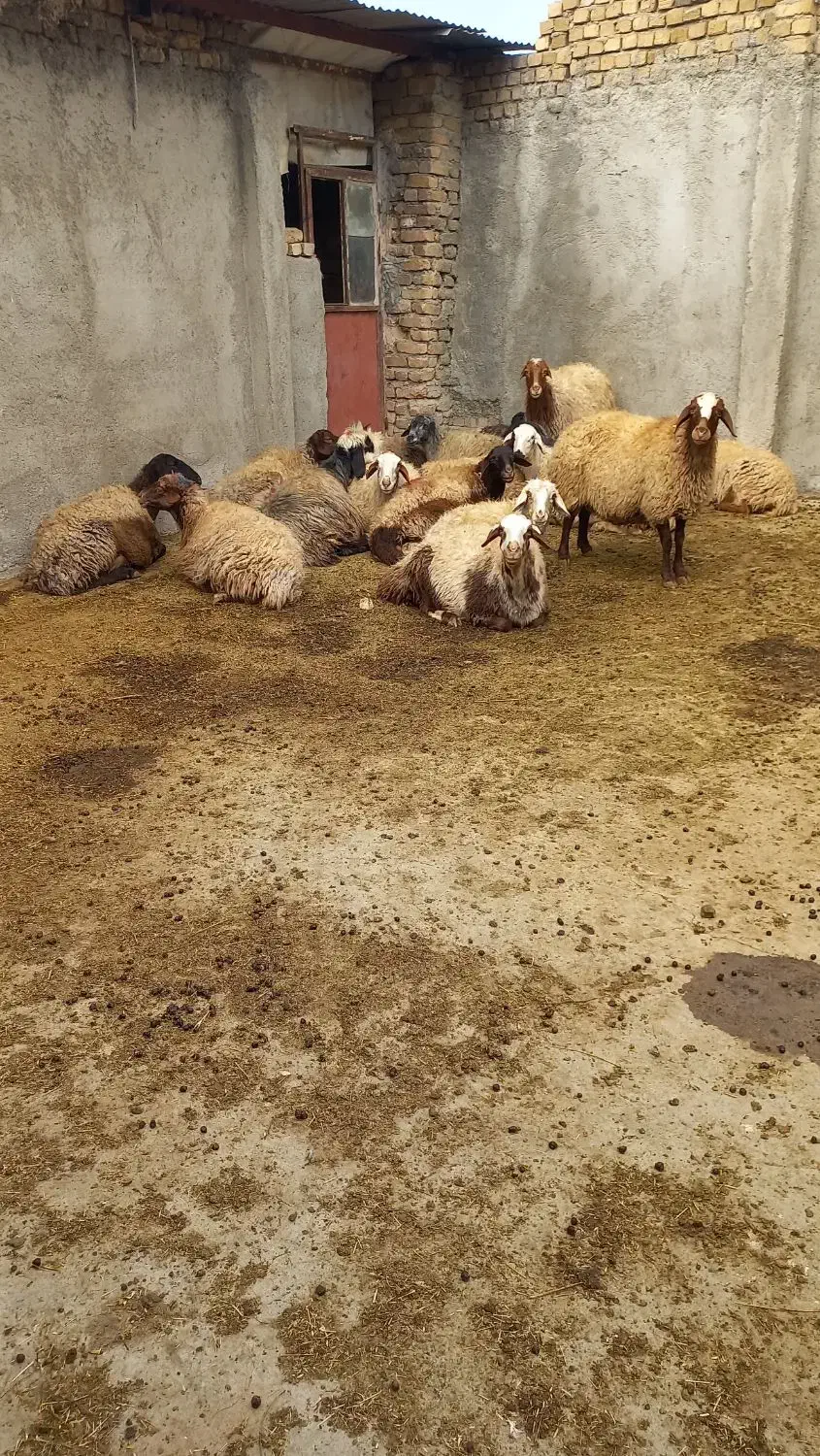 میش آبستن مایع کرده|حیوانات مزرعه|بروجرد, |دیوار