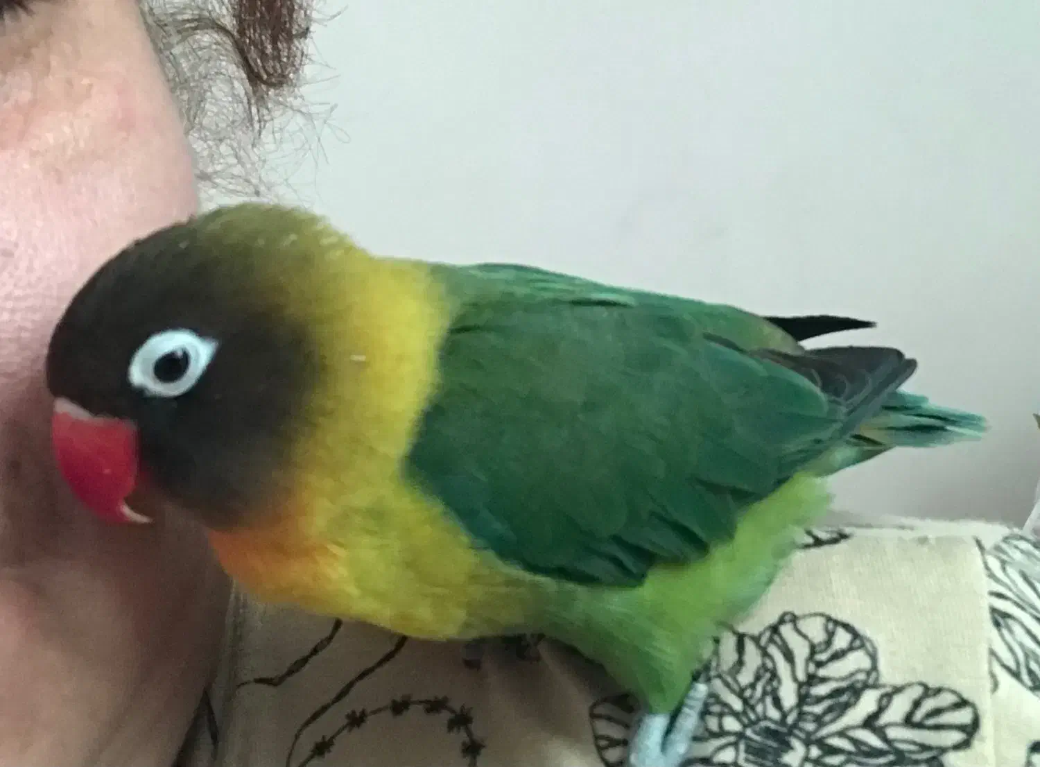 پرنده عروس هلندی طوطی برزیلی|پرنده|محمدیه-قزوین, |دیوار