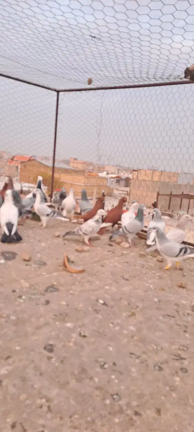 ۳۲عدد کفتر پرشی|پرنده|تاکستان, |دیوار