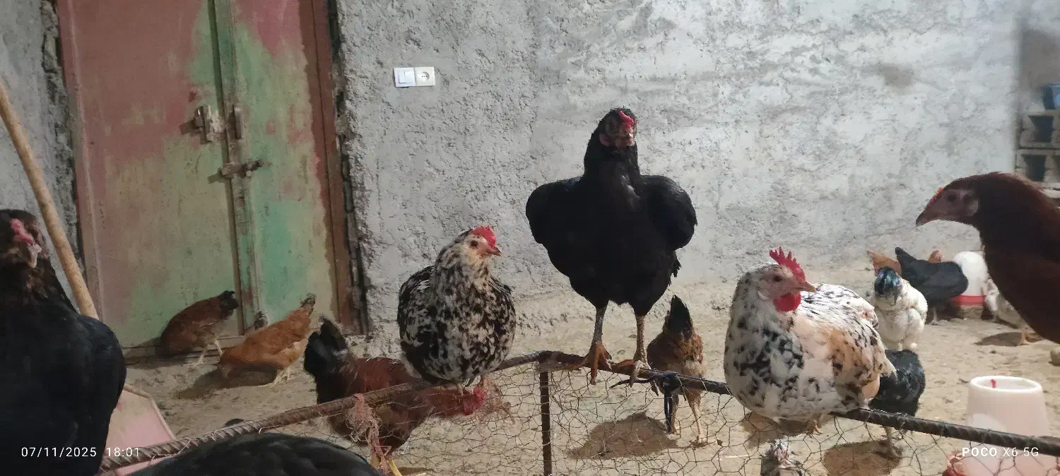 فروش مرغ طبیعی تخم گذار|حیوانات مزرعه|مشگین شهر, |دیوار