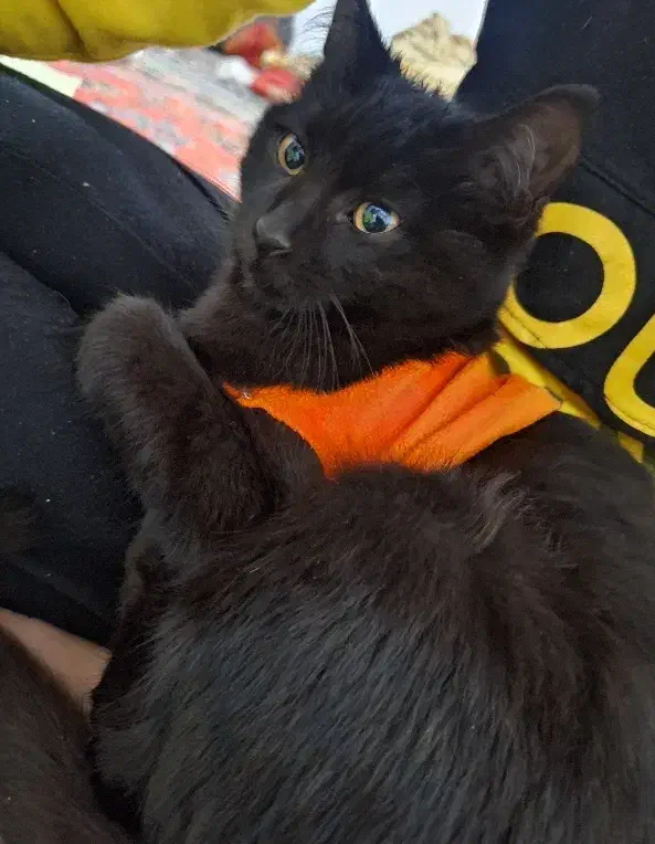 گربه|گربه|تهران, جوادیه تهرانپارس|دیوار