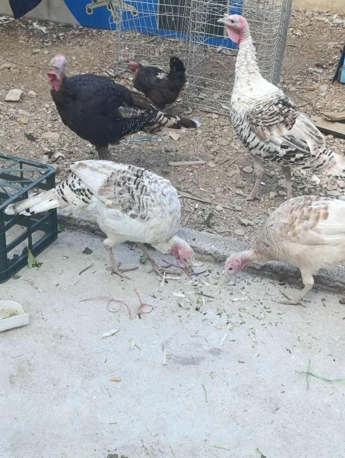 فروش بوقلمون|حیوانات مزرعه|یاسوج, |دیوار