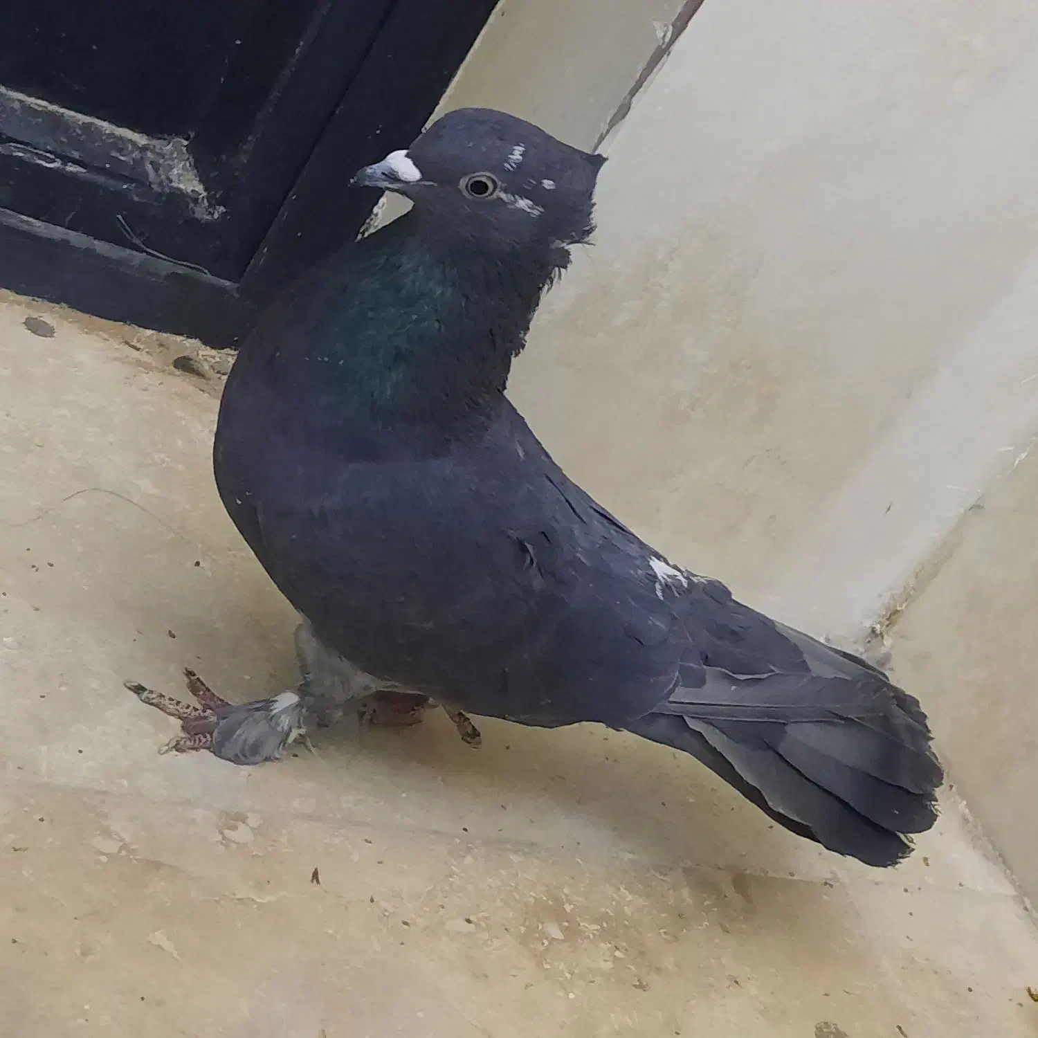 کفتر زاغ|پرنده|قم, باغ کرباسی|دیوار