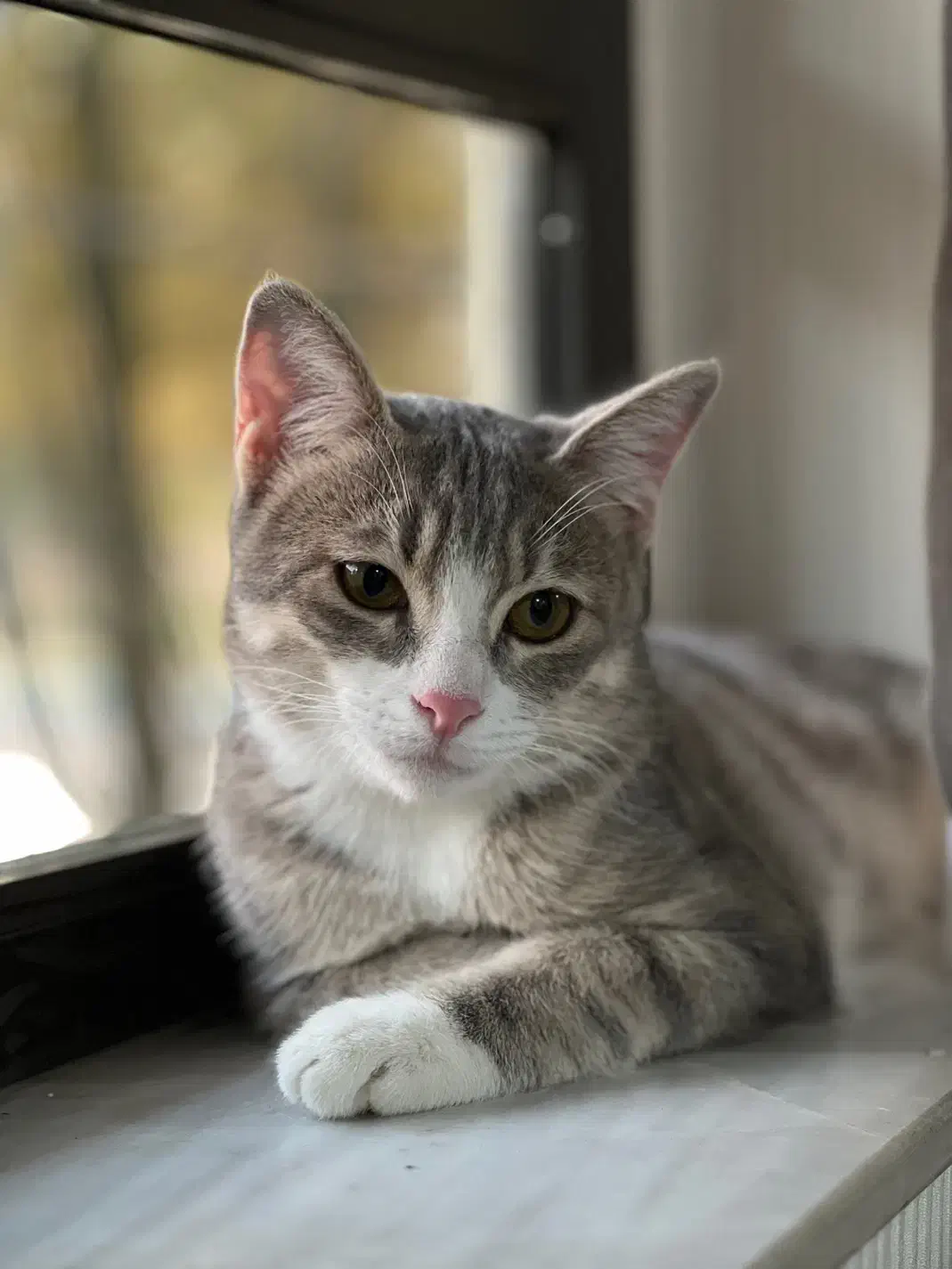 گربه|گربه|آستارا, |دیوار