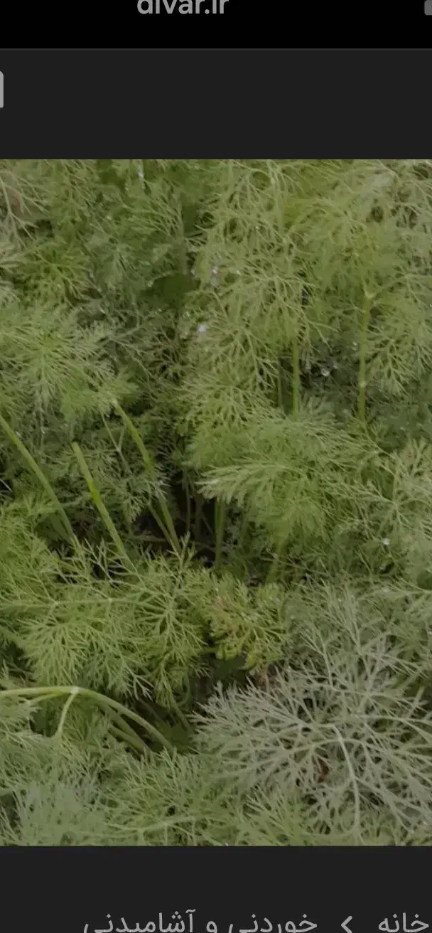 شوید رایگان صلواتی رایگان اسفناج هست|گل و گیاه طبیعی|علیآباد کتول, |دیوار