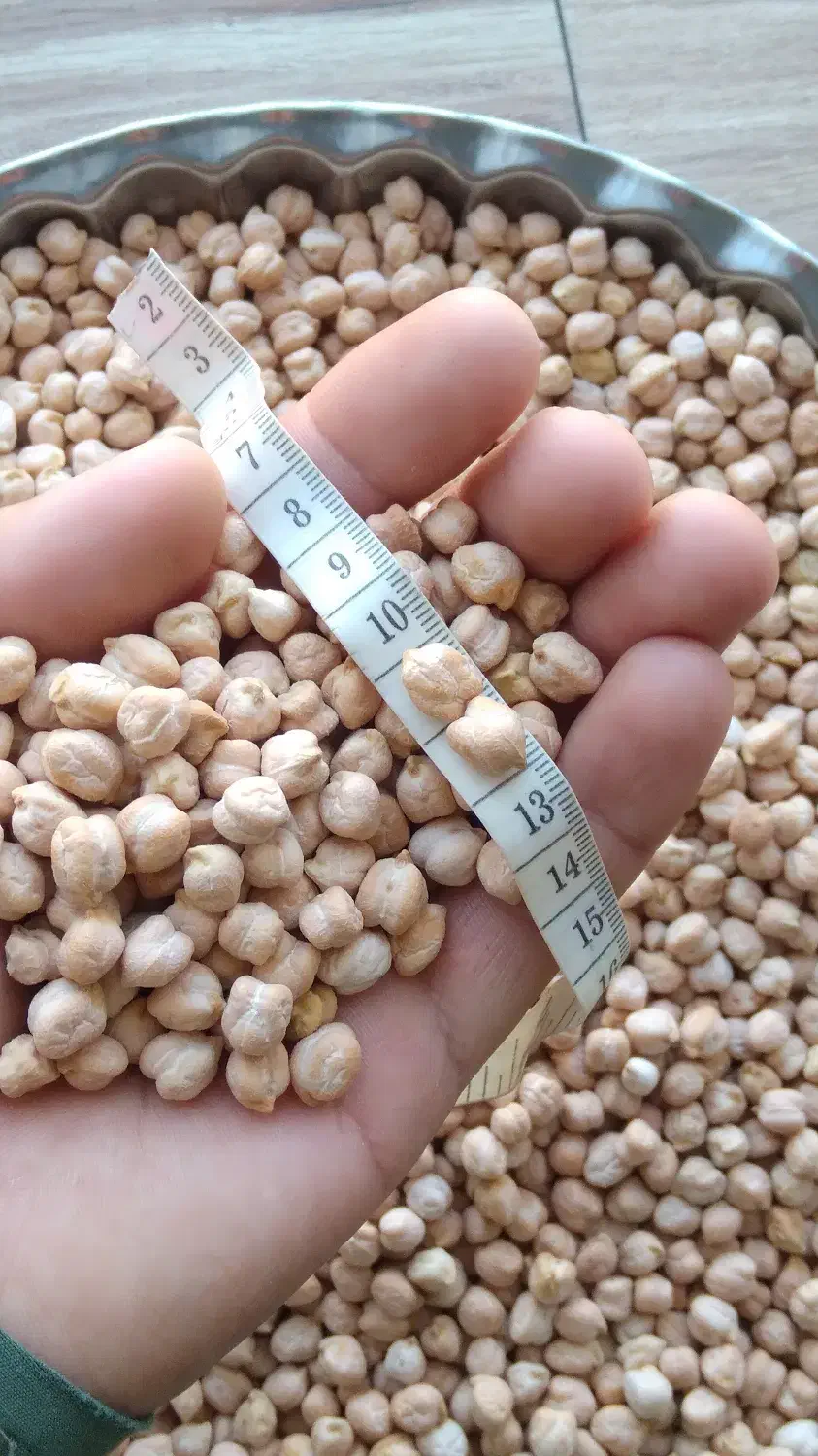 نخود سفید|خوردنی و آشامیدنی|شیرین‌سو, |دیوار