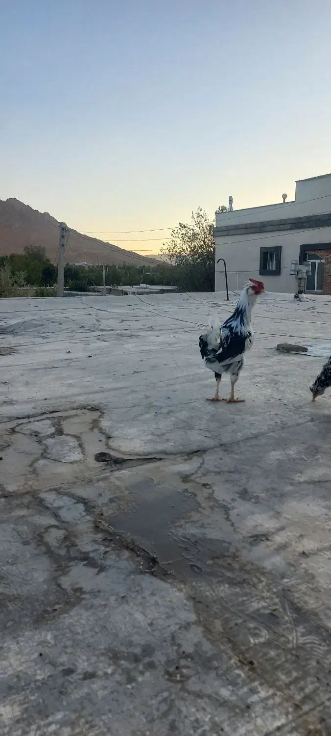 خروس گلین جوان|حیوانات مزرعه|بن, |دیوار