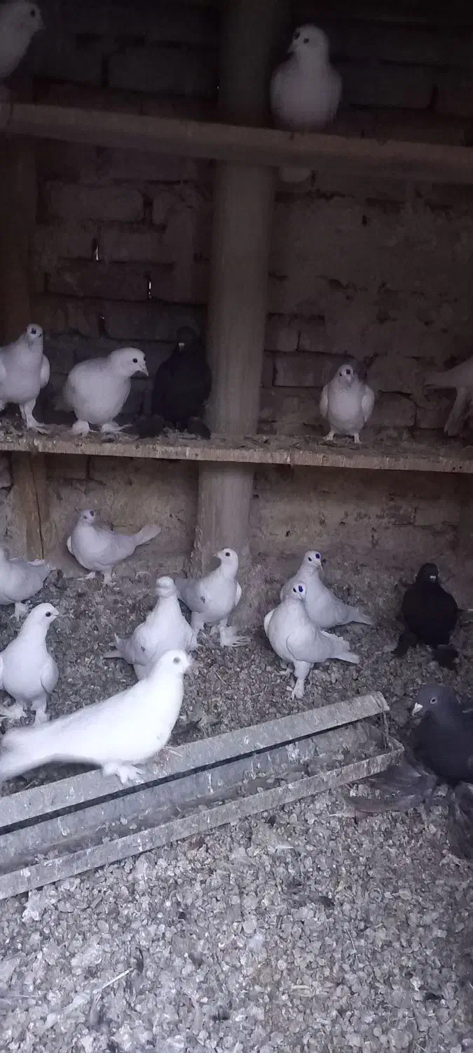 کبوتر|پرنده|تبریز, |دیوار