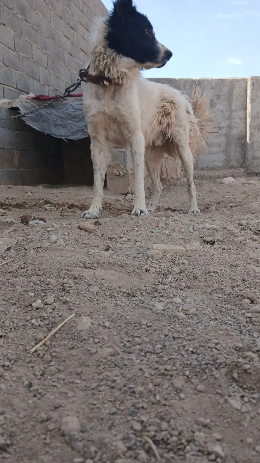 واگذاری سگ|سگ|برخوار, |دیوار