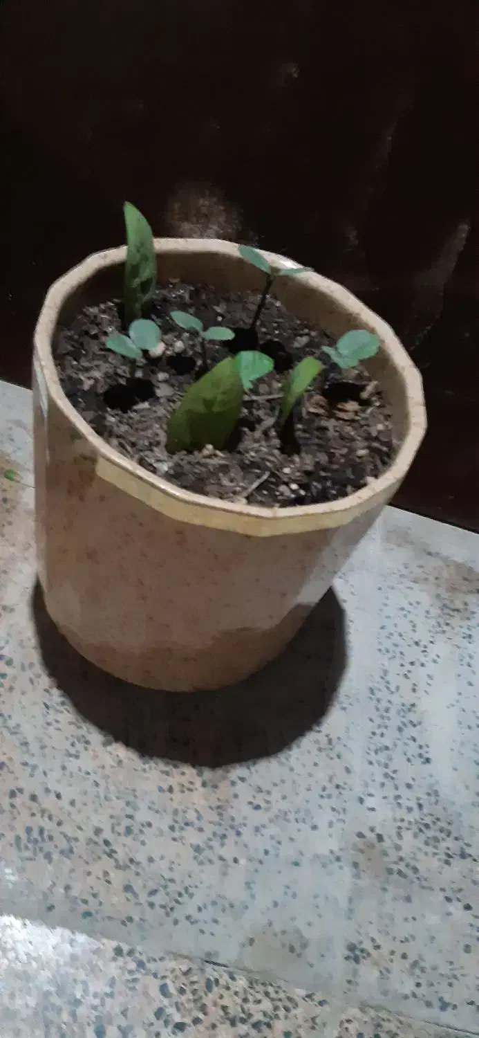 گل اپارتمانی|گل و گیاه طبیعی|قشم, |دیوار