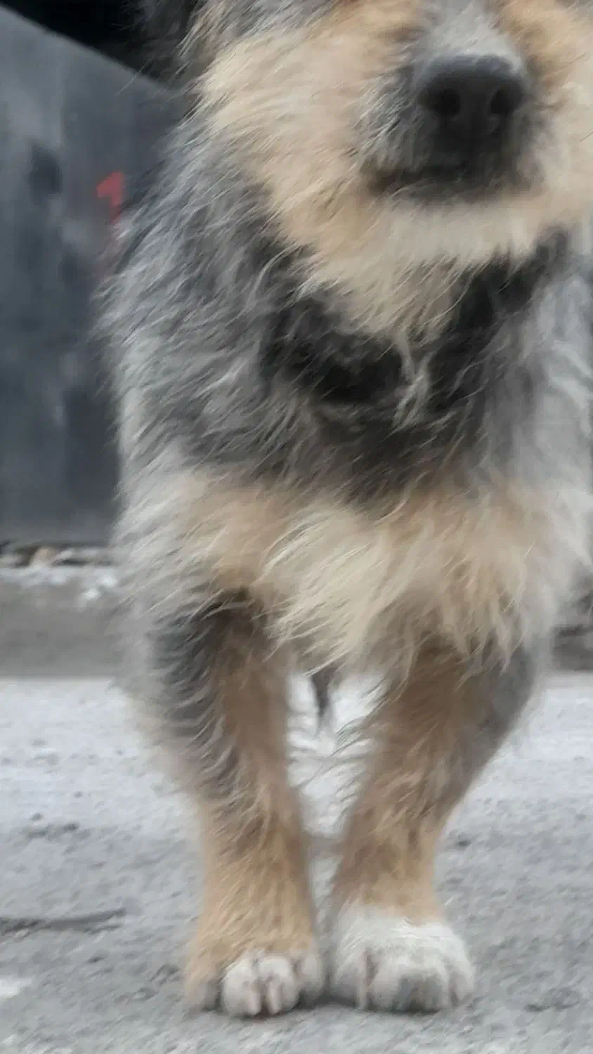 فروش حیوان خانگی|سگ|مشهد, احمدآباد|دیوار