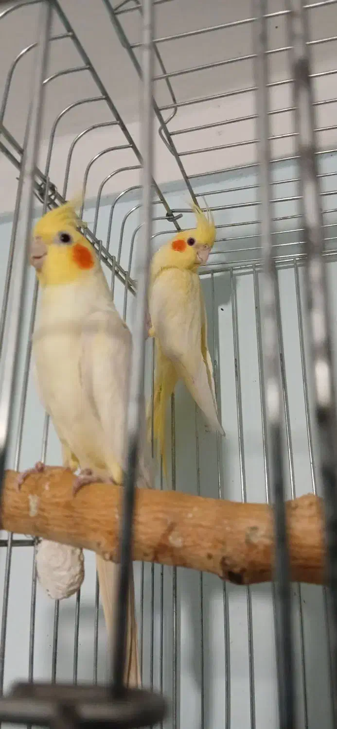 طوطی عروس هلندی|پرنده|قزوین, |دیوار