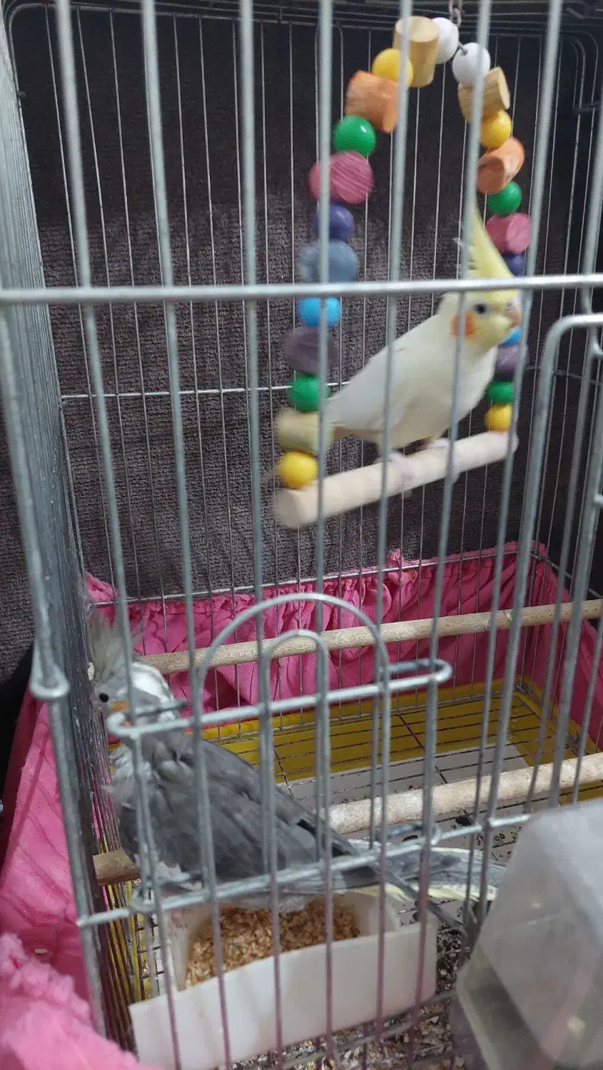 طوطی عروس هلندی|پرنده|صومعه‌سرا, |دیوار