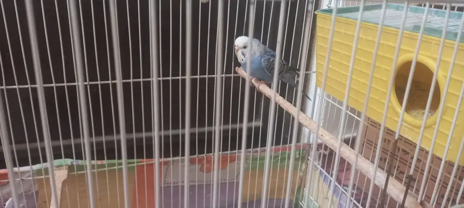 مرغ عشق|پرنده|تربت جام, حافظ|دیوار