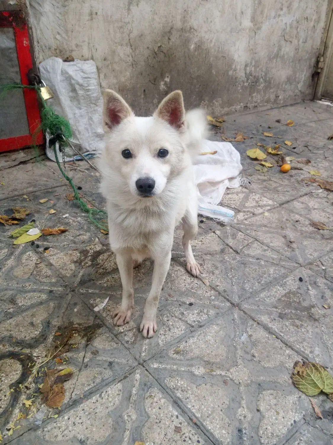 اشپیتزپامر روباهی|سگ|شیراز, شیشه‌گری|دیوار