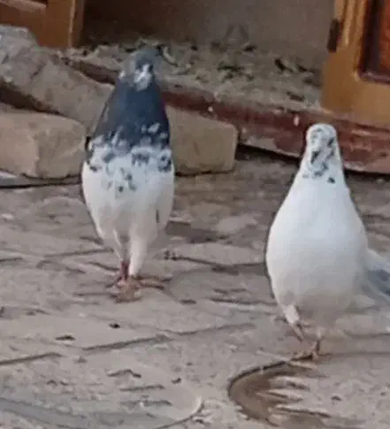 کبوتر|پرنده|شباب, |دیوار