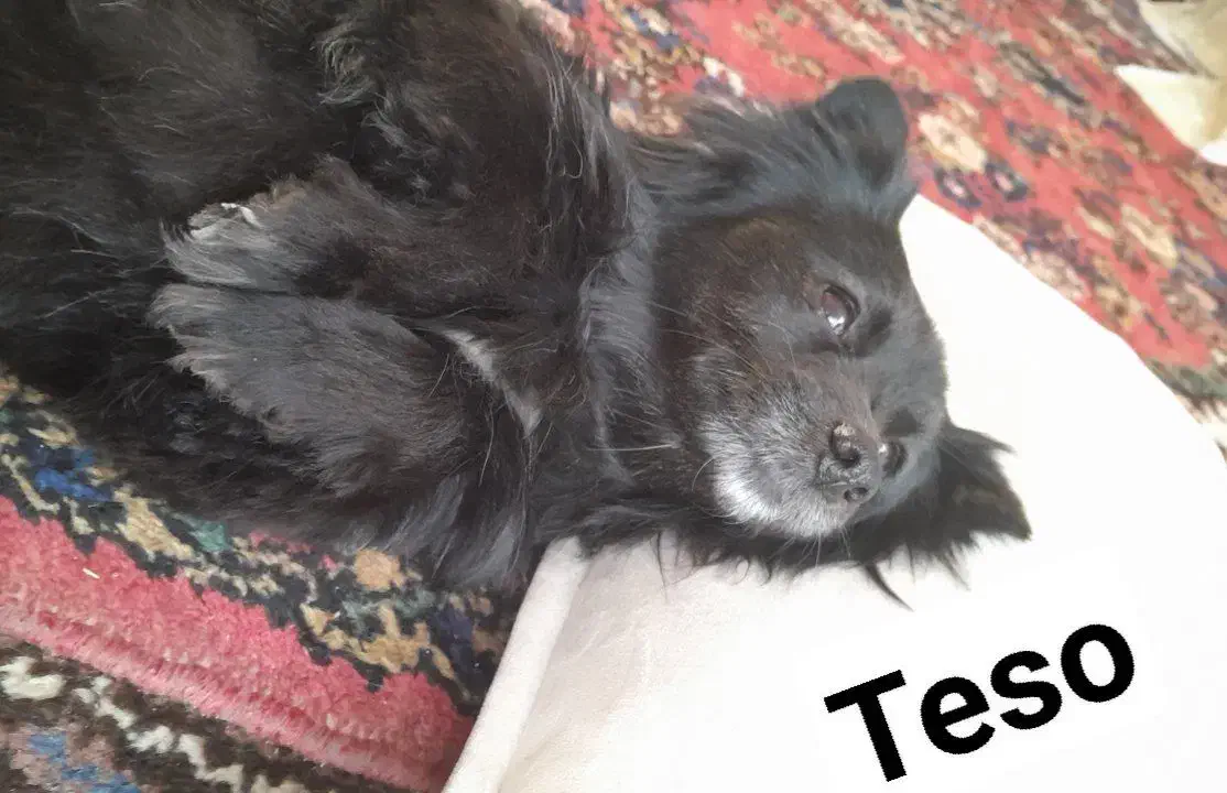 گمشده|سگ|لالجین, |دیوار