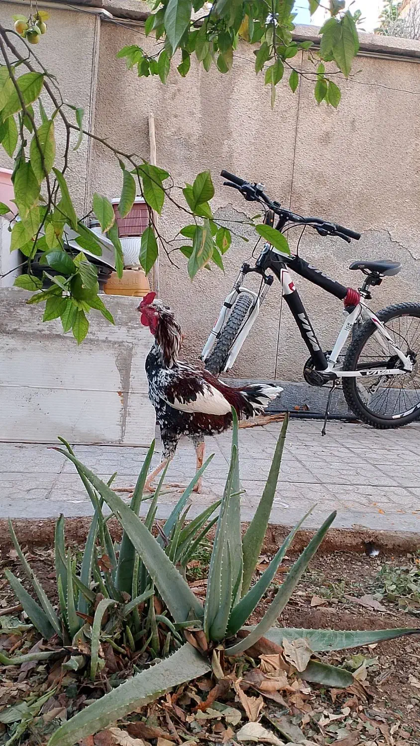 خروس لاری اصل|حیوانات مزرعه|شیراز, فضلآباد|دیوار