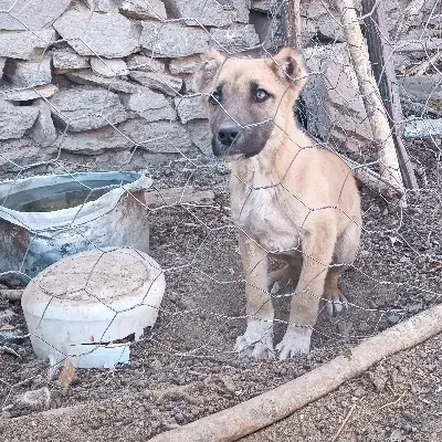 توله نر ذات دار|سگ|تربت‌حیدریه, پیشکوه|دیوار