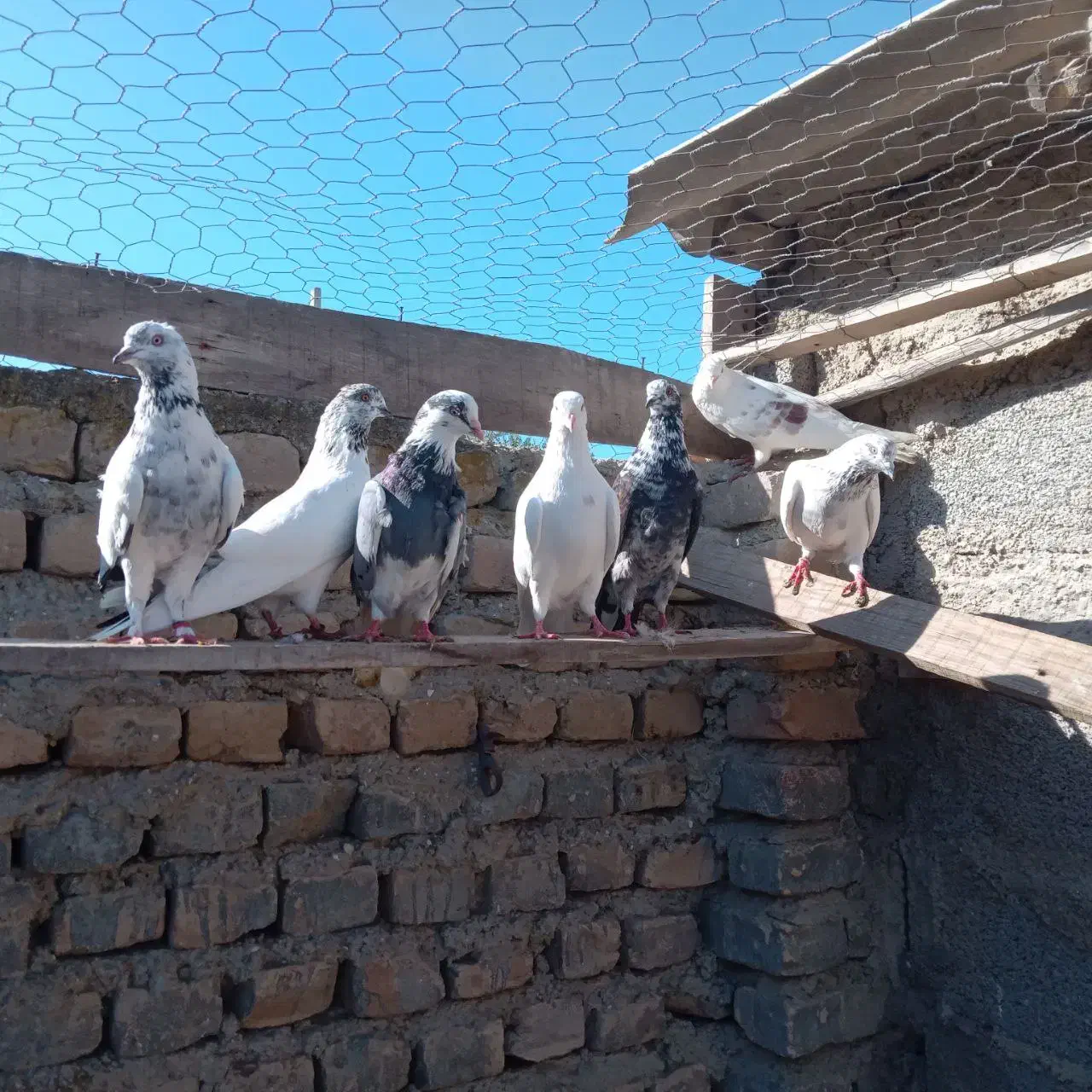بیست عدد کبوتر تکپر یکجا دونه 200|پرنده|گمیشان, |دیوار