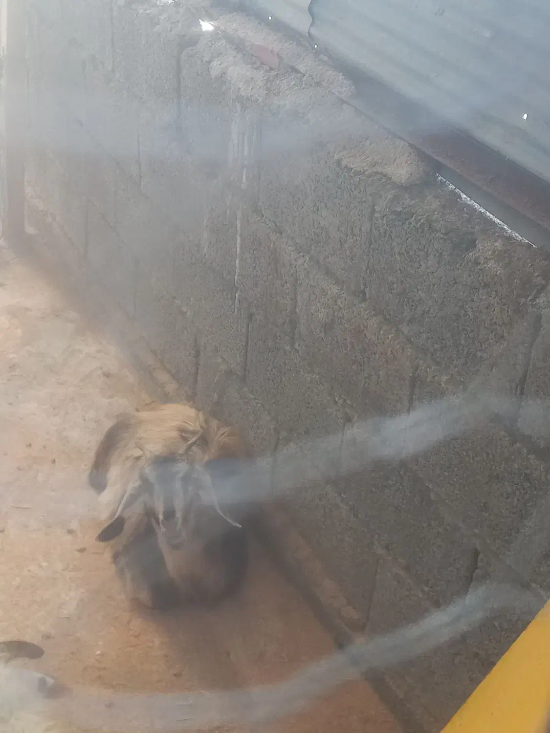 ۳عدد بز|حیوانات مزرعه|اطاقور, |دیوار