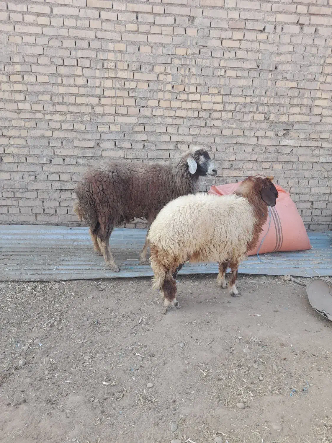 گوسفند مطفل ماده زیرش در حمیدیه|حیوانات مزرعه|حمیدیه, |دیوار
