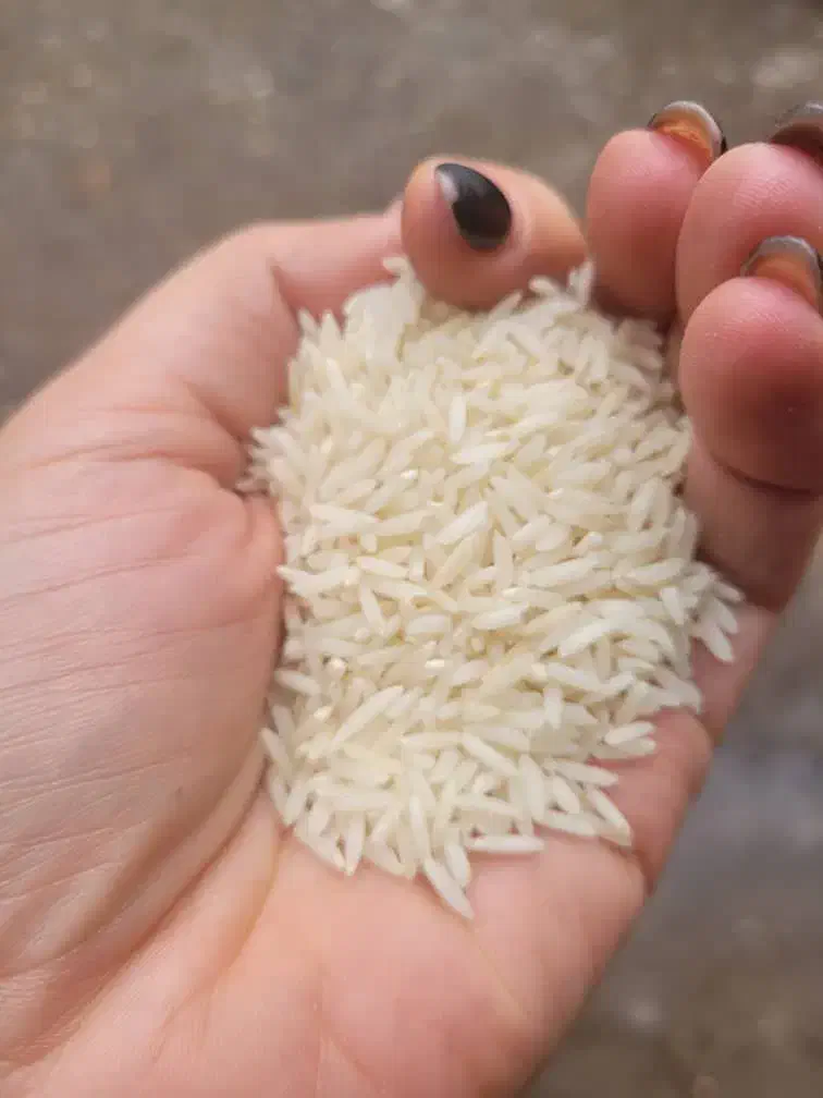 برنج هاشمی و نیم دانه هاشمی|خوردنی و آشامیدنی|لاهیجان, مهرگان|دیوار