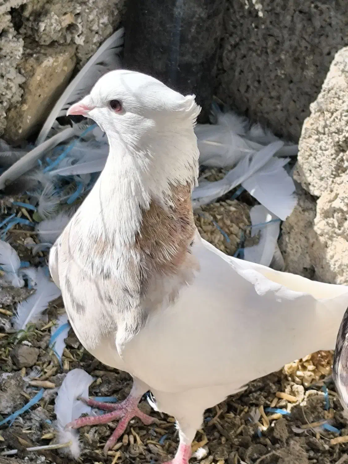 کبوتر طوقی5 عدد|پرنده|بیلوار, |دیوار