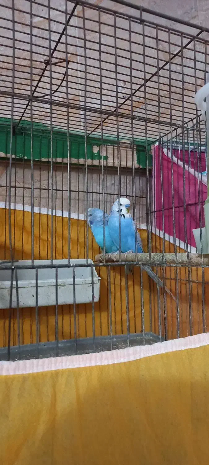 یه جفت مرغ عشق مولد|پرنده|برخوار, |دیوار