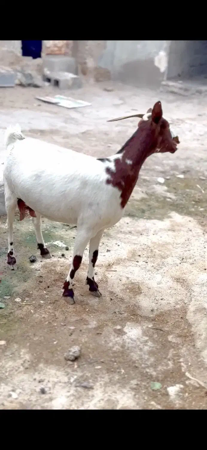 ابستن و بزغاله|حیوانات مزرعه|جهرم, |دیوار