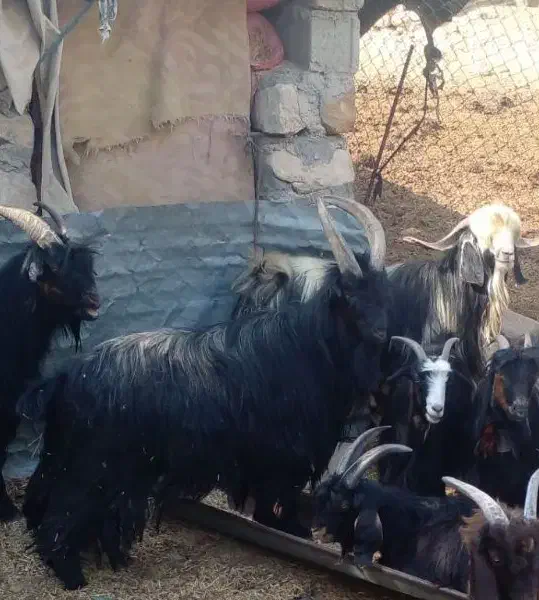 چپش نر|حیوانات مزرعه|اندیمشک, |دیوار