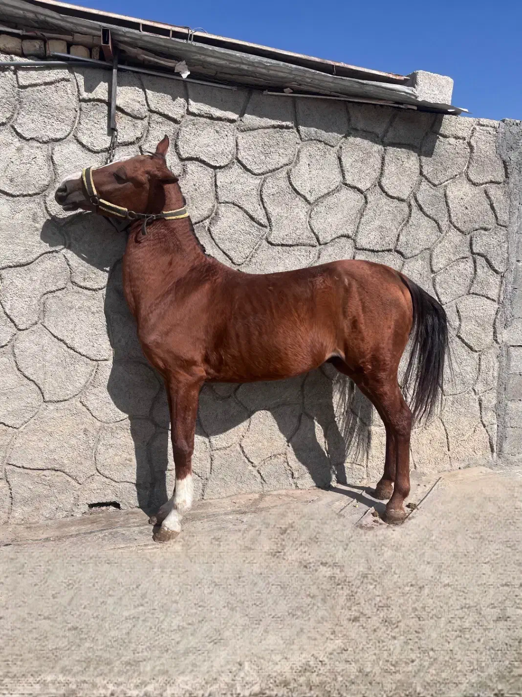 فروش نریان کرد|اسب و تجهیزات اسبسواری|نجفآباد, جوزدان|دیوار