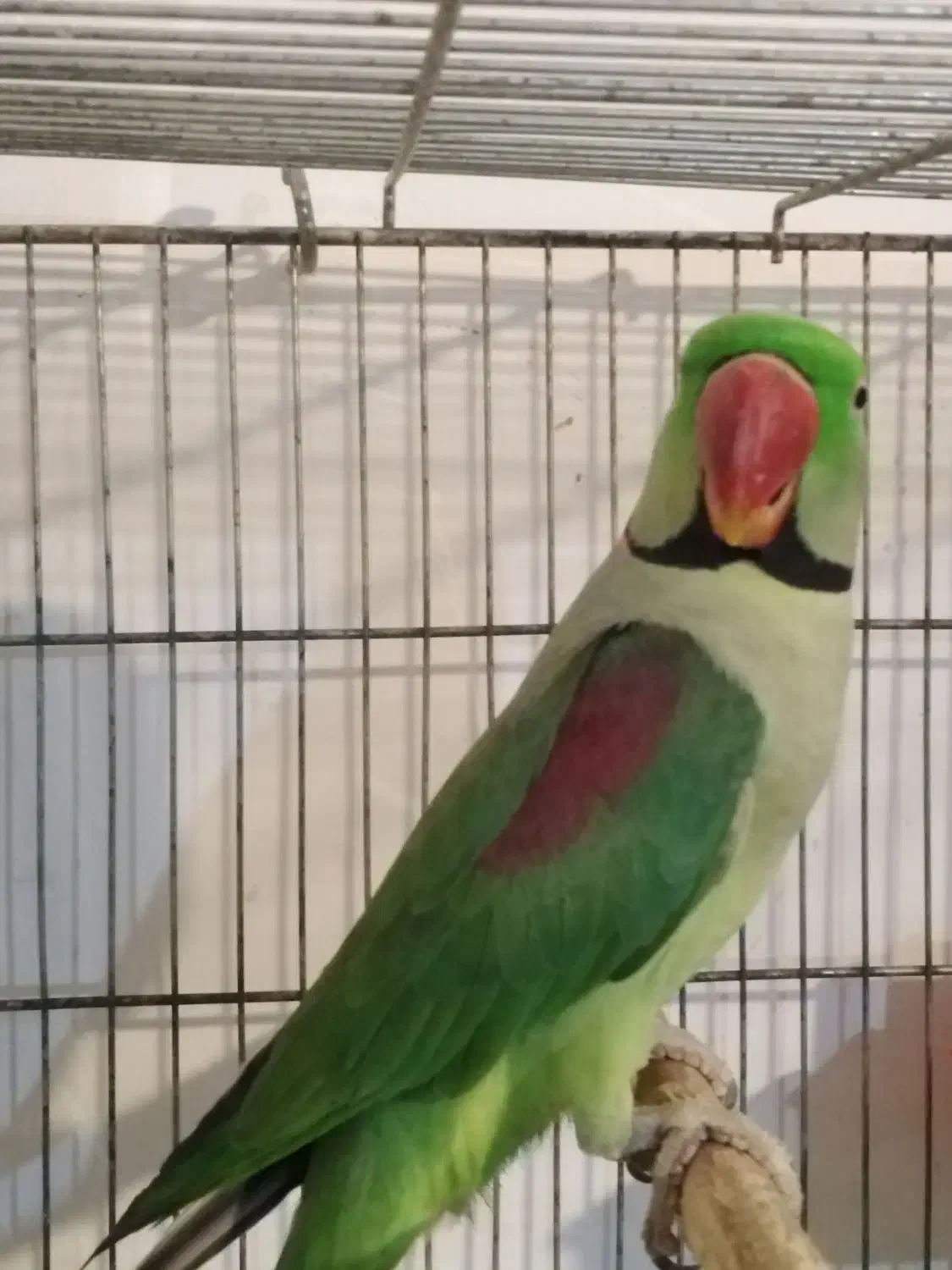 دنیای پرندگان زینتی|پرنده|رشت, قاسمیه|دیوار