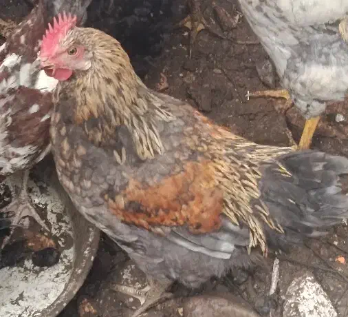 خروس محلی|حیوانات مزرعه|رشت, جانبازان|دیوار