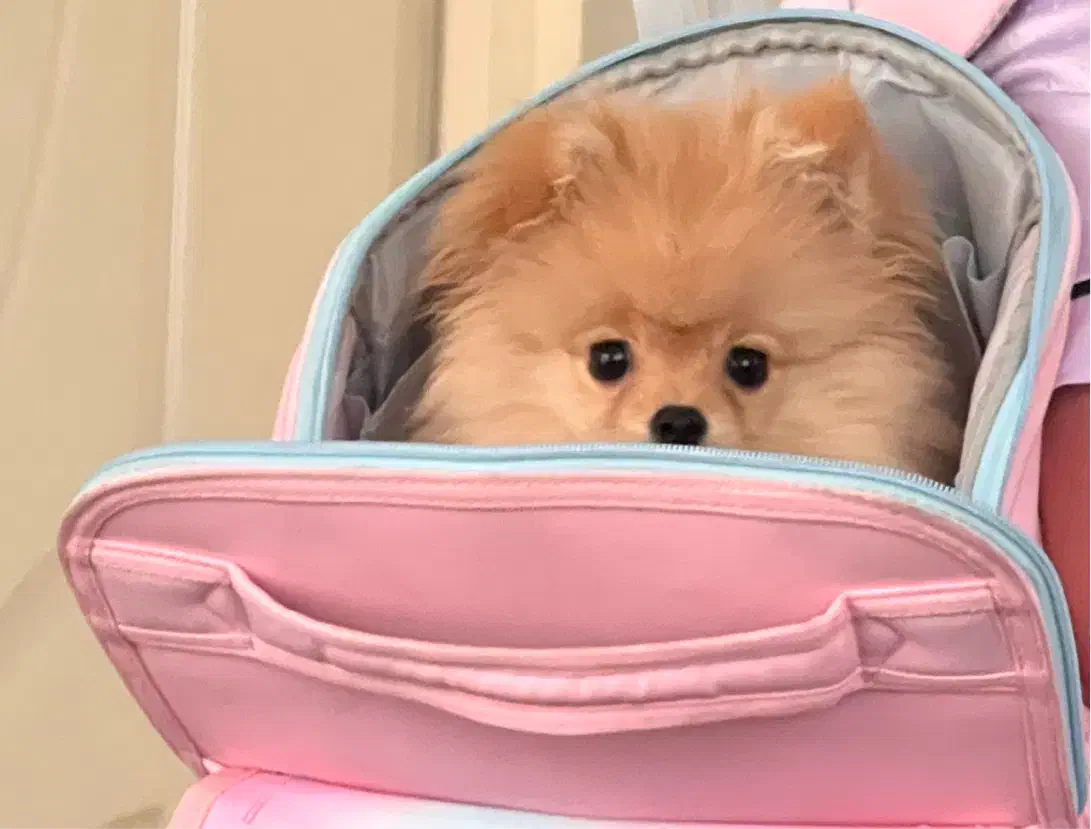 واگذاری سگ پامر ۴ ماهه|سگ|رامسر, |دیوار