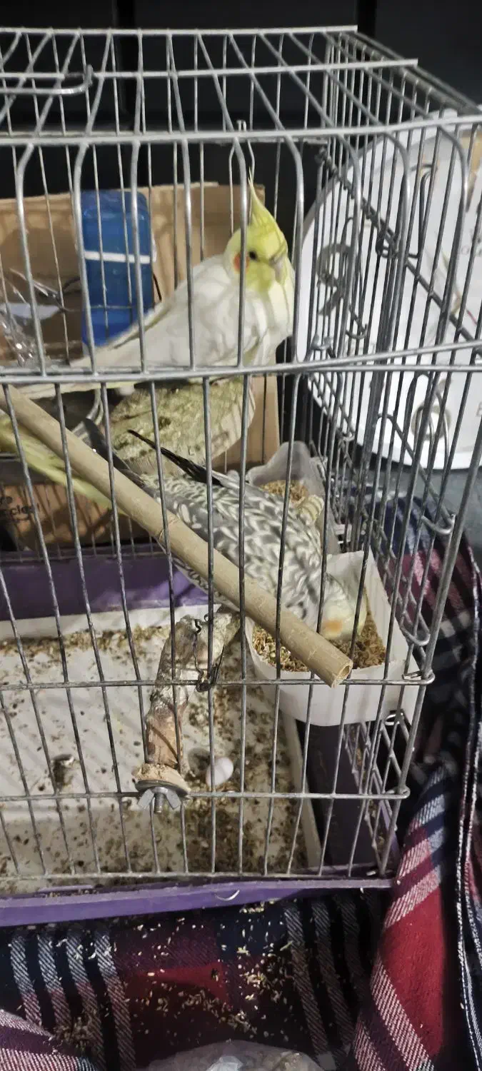 عروس هلندی|پرنده|یزد, |دیوار