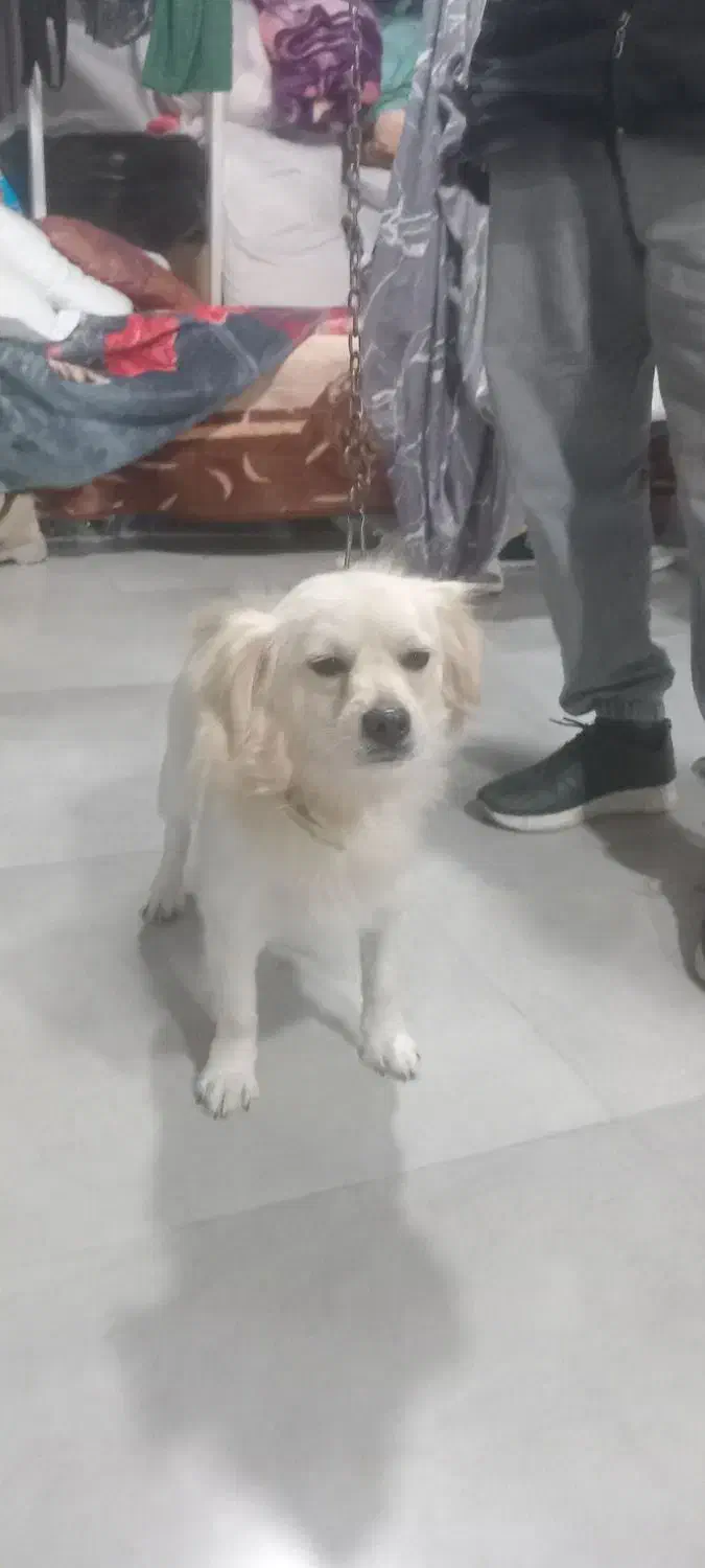 فروش یک قلاده سگ|سگ|نوشهر, |دیوار