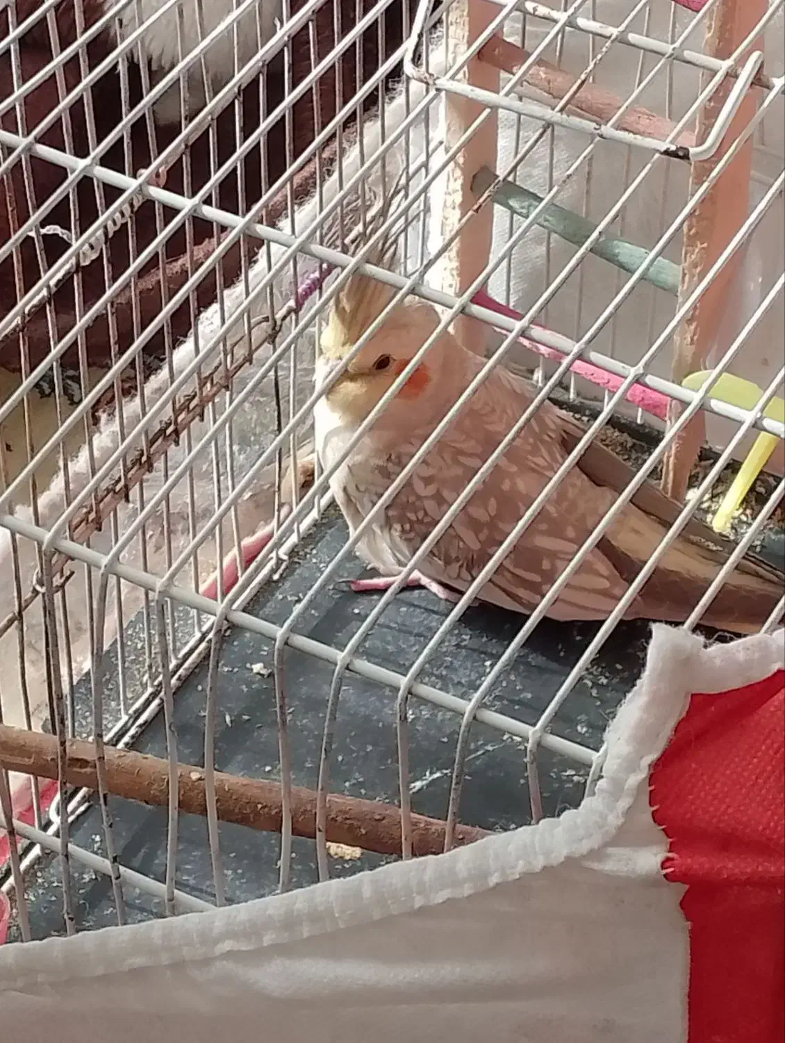 گمشده|حیوانات|مشهد, جاهد شهر|دیوار