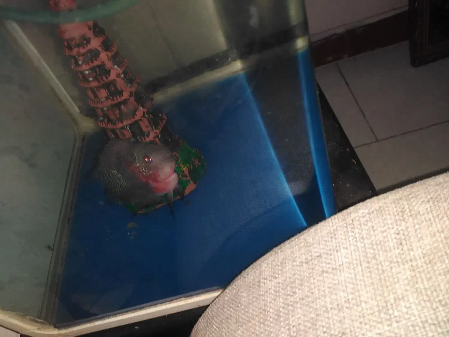 ماهی فلاور و ردتیل|ماهی|بندرعباس, |دیوار