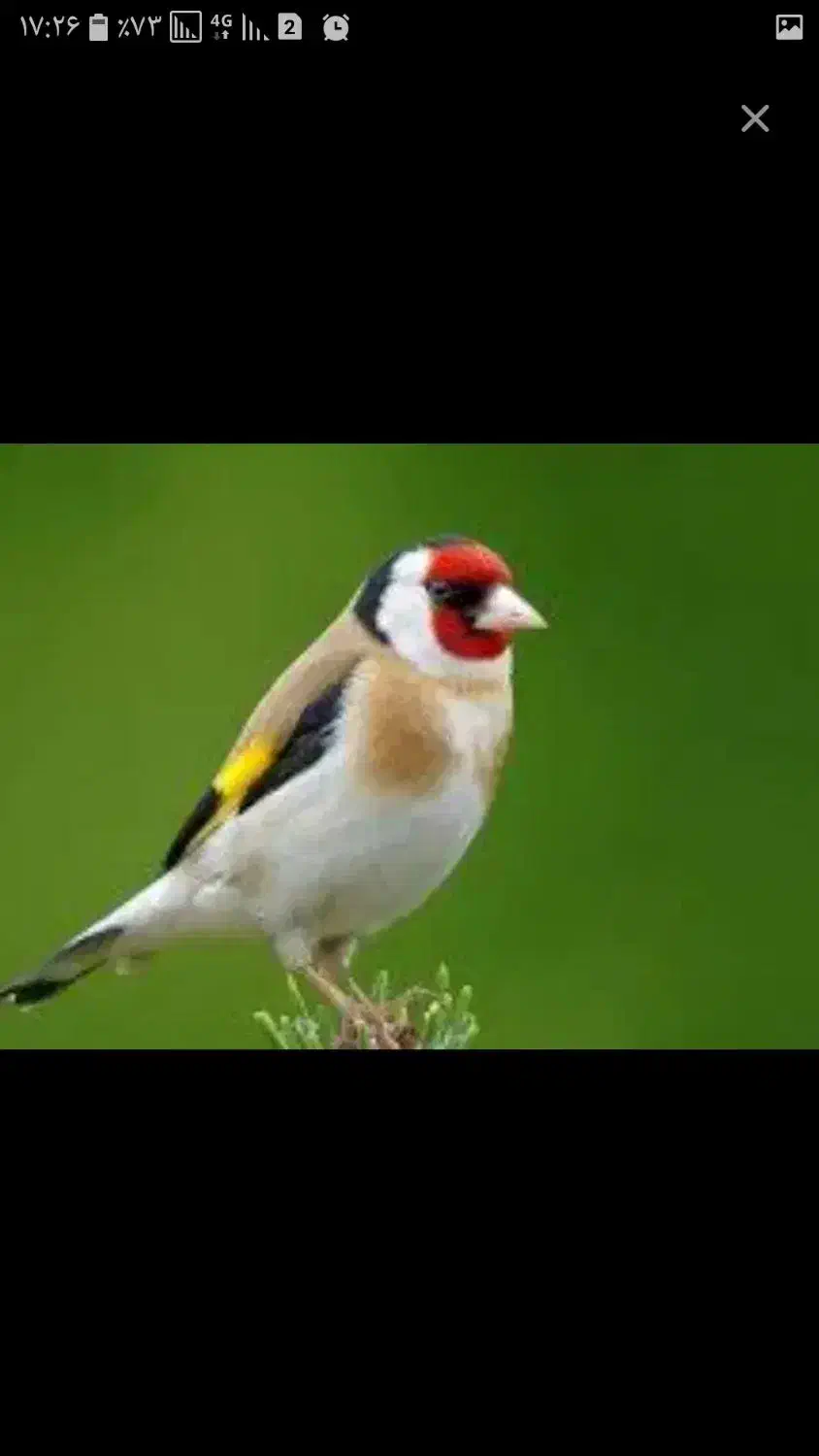 سهره جفتی|پرنده|معصومیه, |دیوار