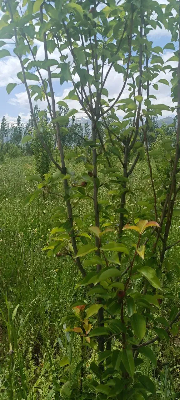 فروش باغچه سیب و گلابی|فروش زمین و ملک کلنگی|سیلوانه, |دیوار