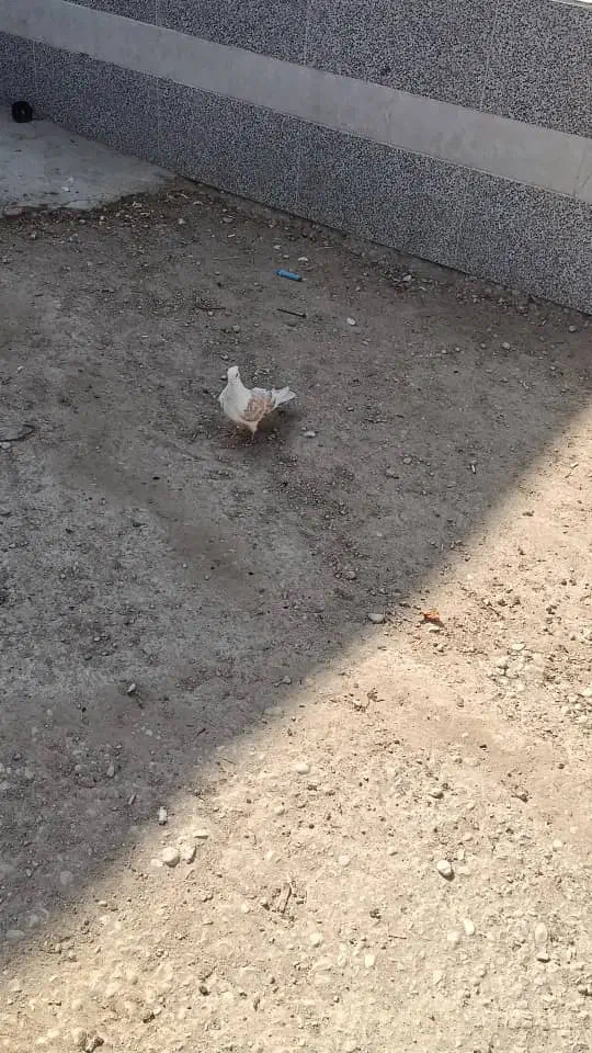 کبوتر رنگی|حراج|اهواز, اهواز|دیوار