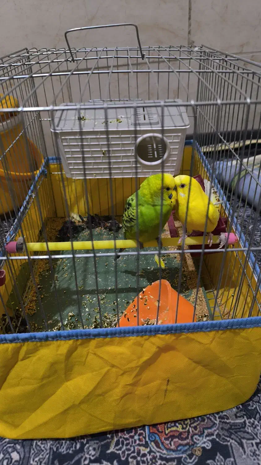 یک جفت مرغ عشق اماده تخم گذاری با قفس|پرنده|شیراز, علوم پزشکی|دیوار