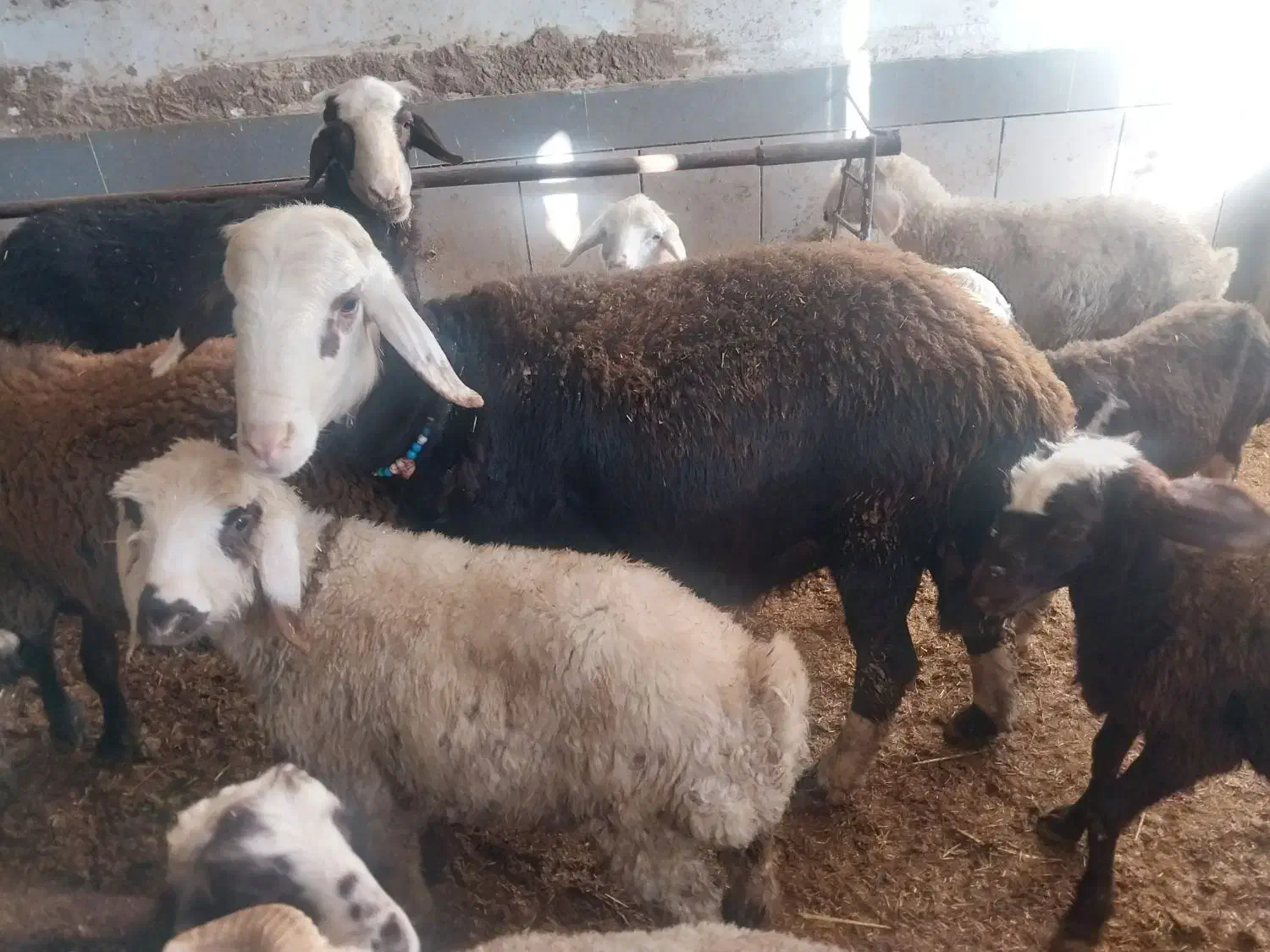 با سلام  چند رس بره نر و قوچ 3شیره|حیوانات مزرعه|سیلاخور, |دیوار