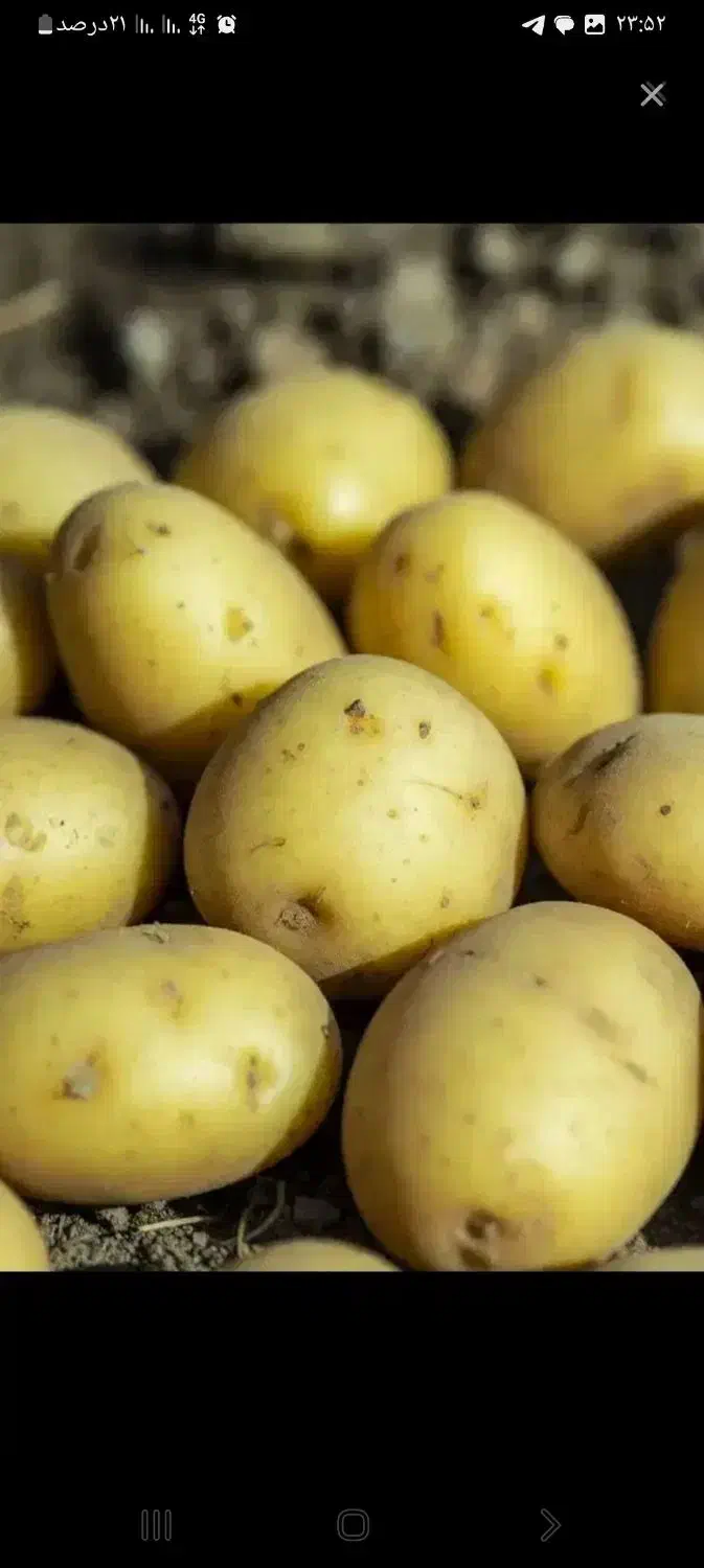 سیب زمینی|خوردنی و آشامیدنی|دهگلان, |دیوار