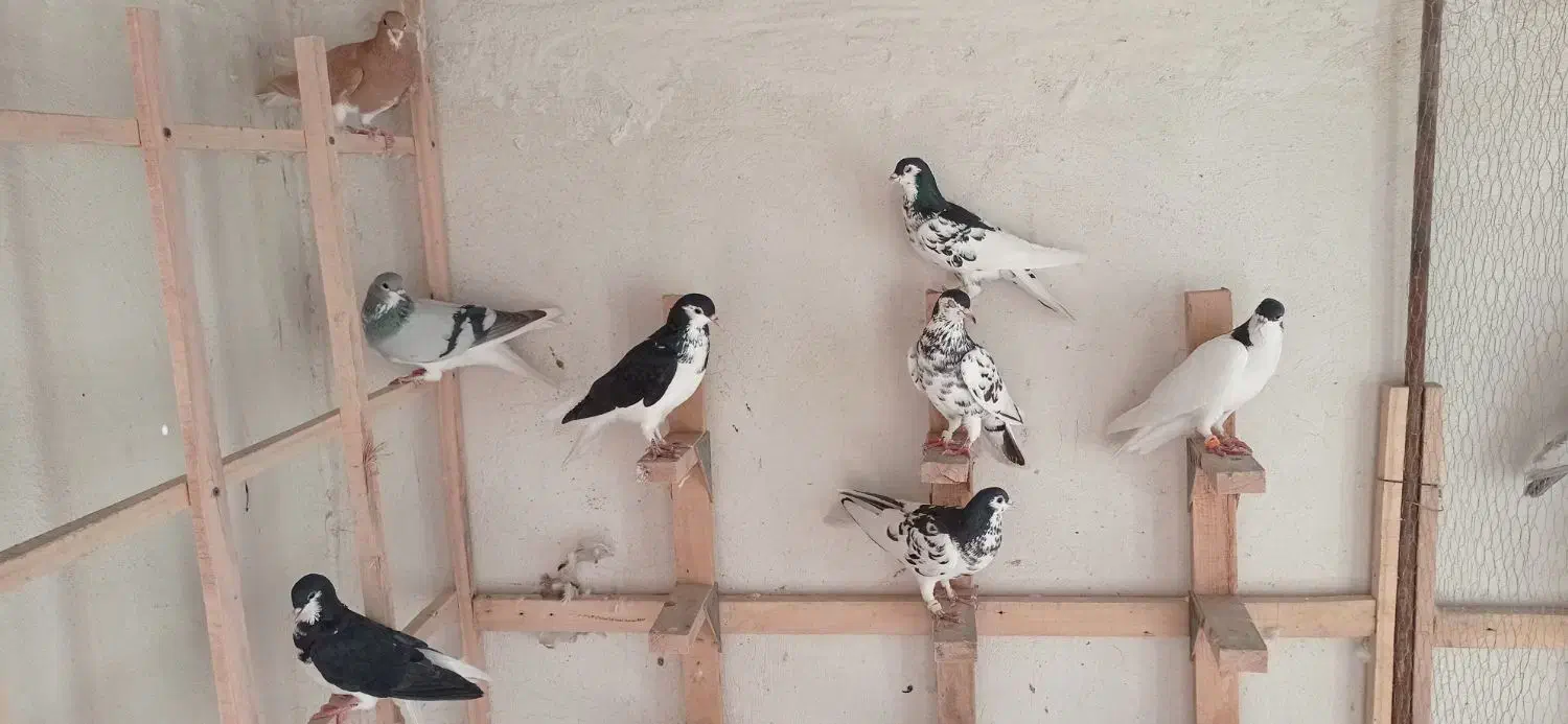 کفتر شهری|پرنده|شیراز, کوشک میدان|دیوار