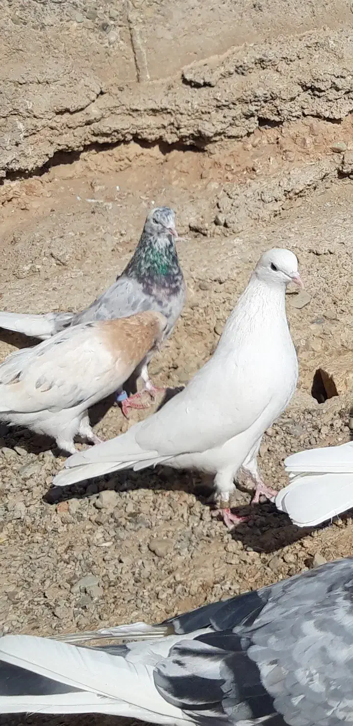 کبوترای اصیل قیمت تو متن نوشتم بخانید تشکر|پرنده|هشتگرد, شهرک اداری|دیوار
